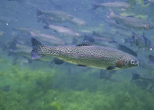 coastal rainbow trout